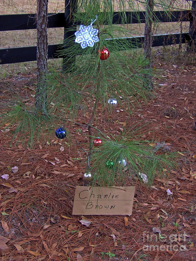 A Charlie Brown Christmas Tree Photograph by D Hackett