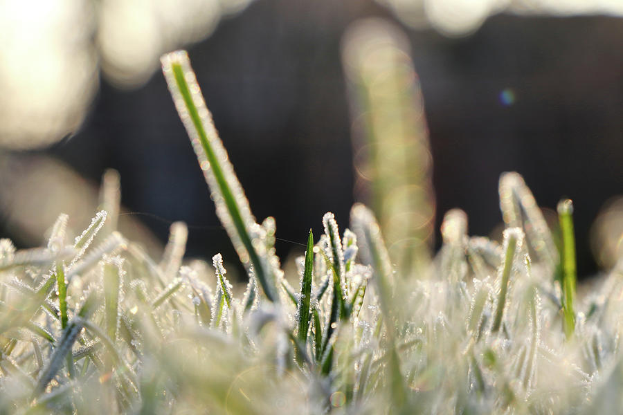 A charming nature in life stream. A breathtaking details on stems of grass in garden. Morning light. Winter time. Blurred background Photograph by Vaclav Sonnek