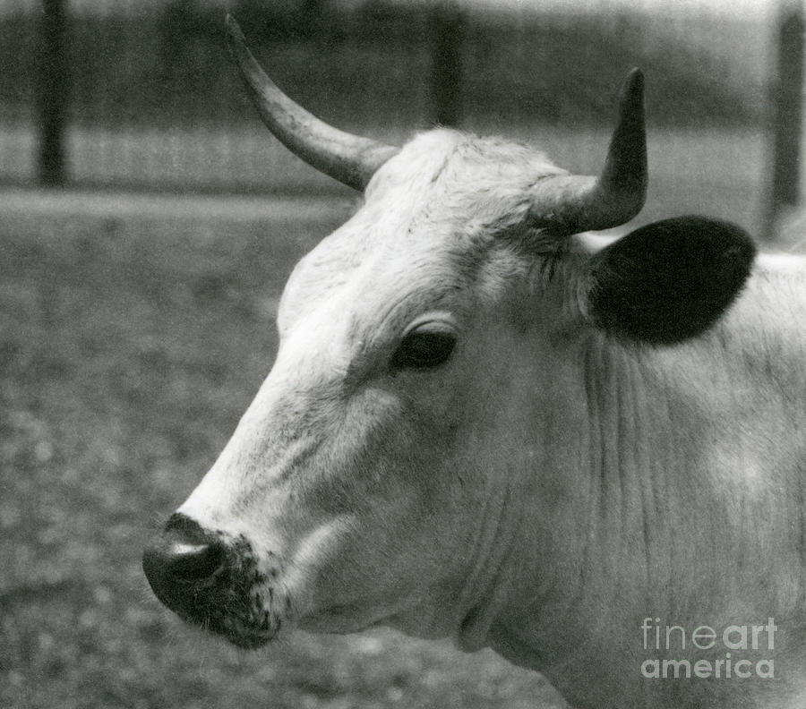 A Chartley Cow at London Zoo, July 1924  Photograph by Frederick William Bond