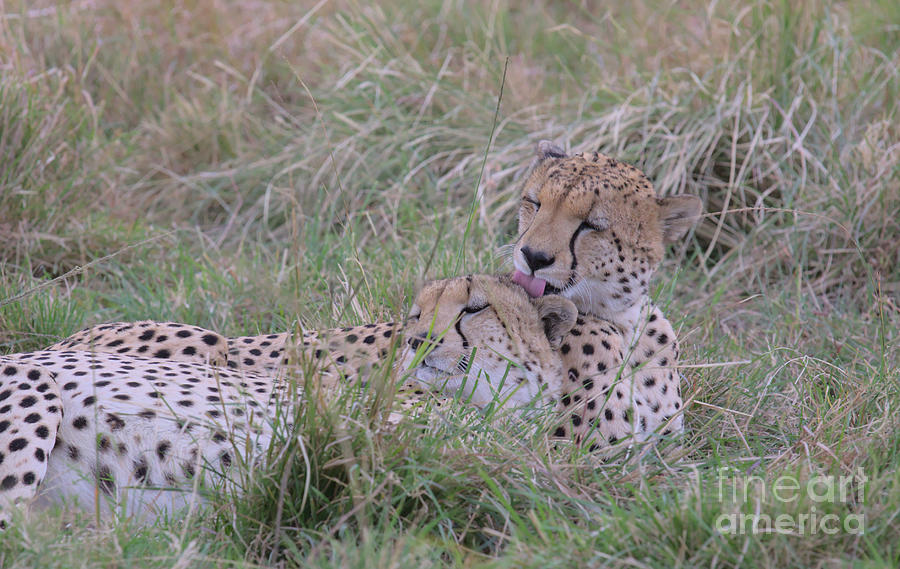 A Cheetah Tenderly Grooms His Brother With His Tongue Increasing Their Social Bond As They Rest In The Grass Of The Wild Masai Mara, Kenya Photograph by Nirav Shah