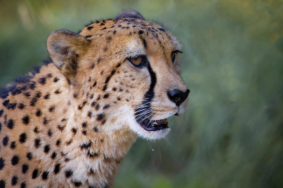 A Cheetahs Stare Photograph by Tim Stanley