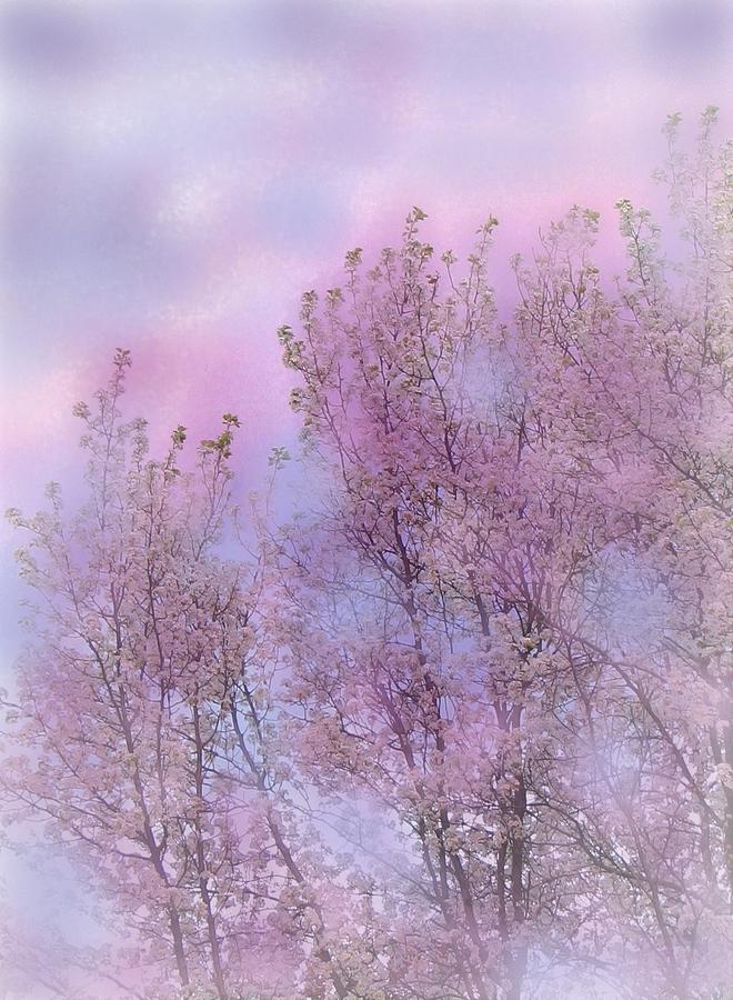 A Cherry Pink Dawn Photograph by Angela Davies