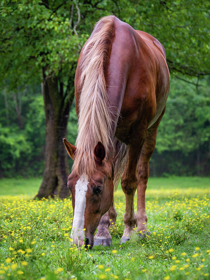 A Chestnut Horse Grazes - Oil Painting Style Photograph By Rachel 