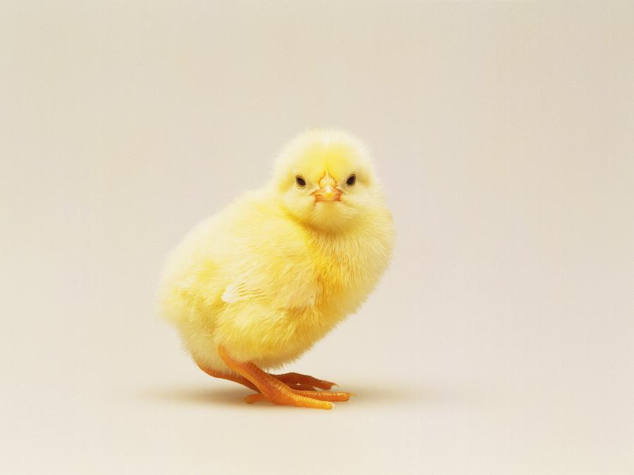 A Chick Looking at Camera, Side View, Close Up Photograph by Daj