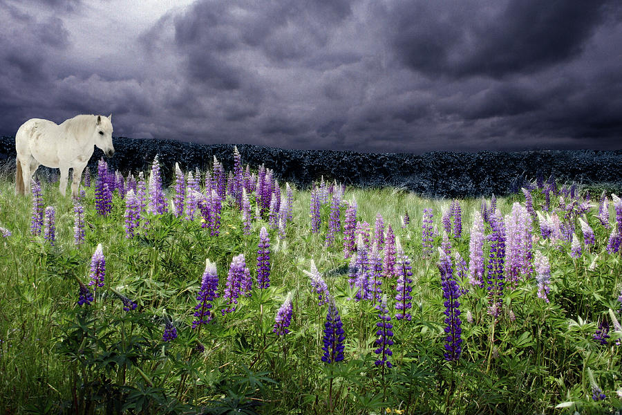 A Childs Dream Among Lupine Photograph by Wayne King