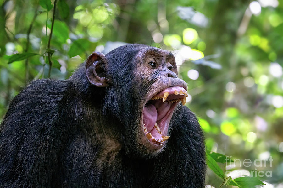 A chimpanzee, pan troglodytes, bares his teeth whilst communicat Photograph by Jane Rix