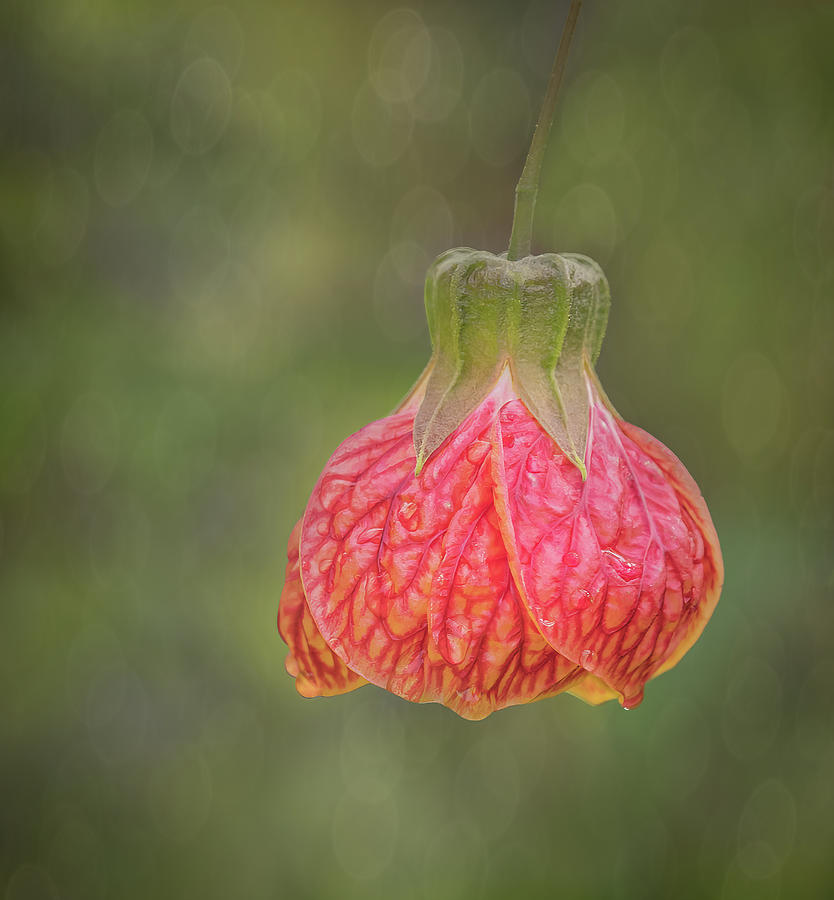 A Chinese Lantern in Nature Photograph by Sylvia Goldkranz