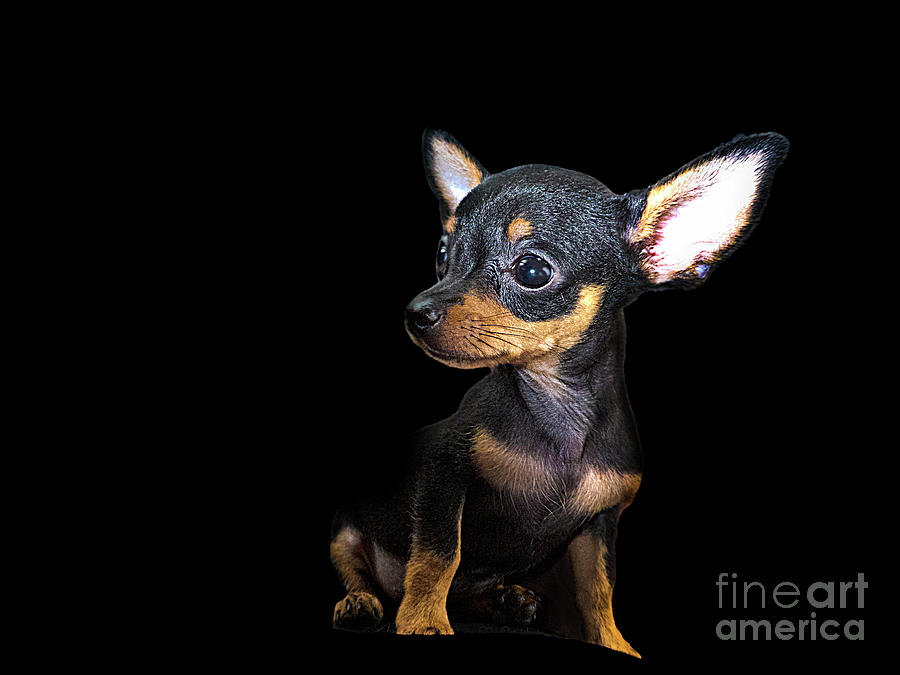A Chipin Puppy Photograph by Al Bourassa