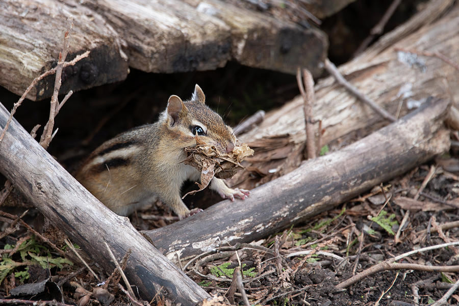 A Chipmunk Building His Nest Photograph by Lieve Snellings - Fine Art ...