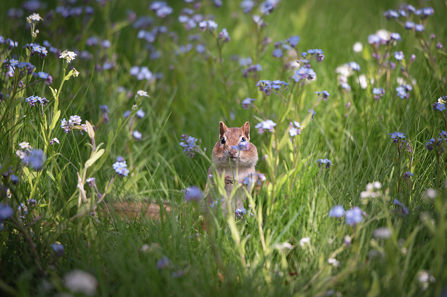 A Chipmunk in the Forget-Me-Nots Photograph by Lieve Snellings