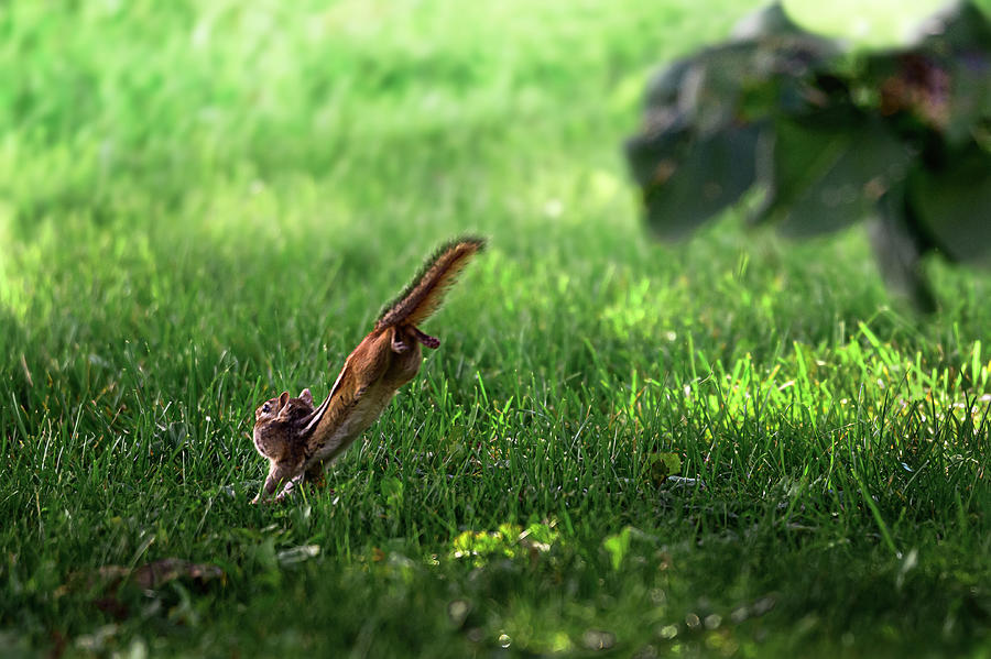A Chipmunk on the Run Photograph by Lieve Snellings