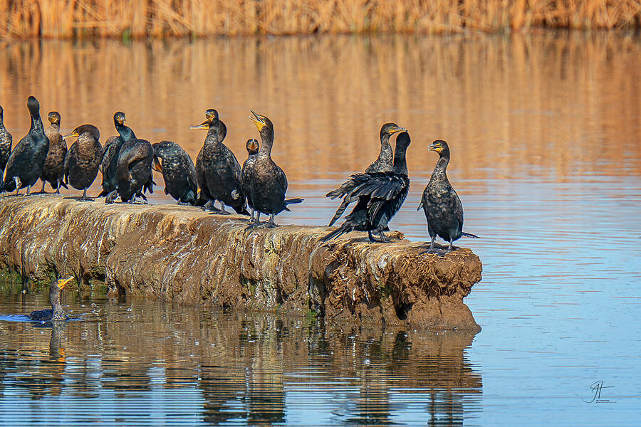 Wildlife Photograph - A Choir of Cormorants by Jim Thompson Wildlife Photograph - A Choir of Cormorants by Jim Thompson