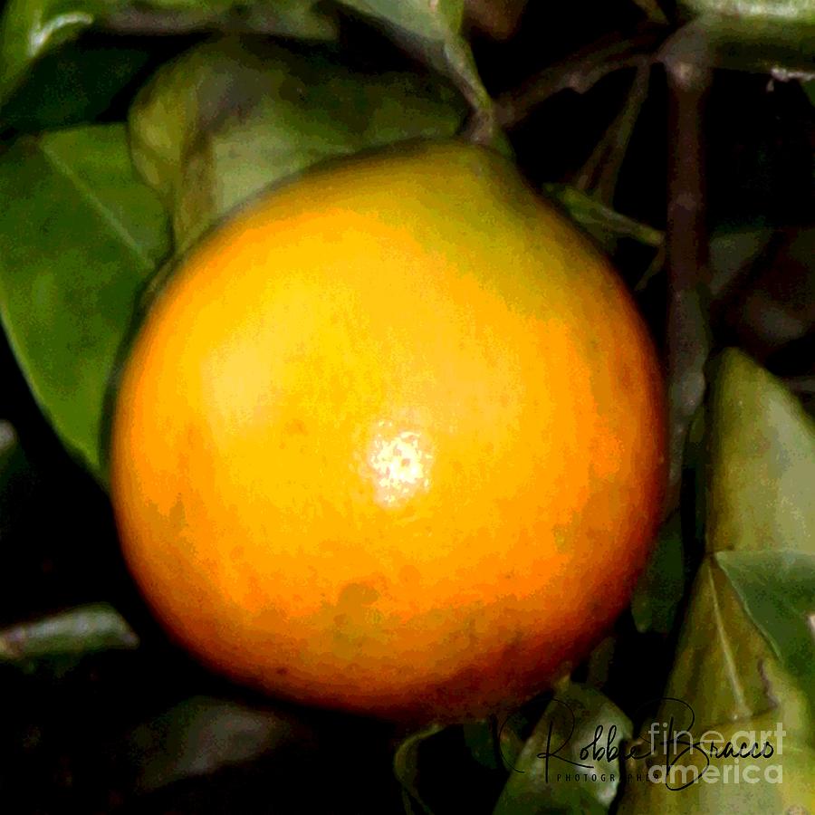 A Christmas Orange Photograph by Philip And Robbie Bracco