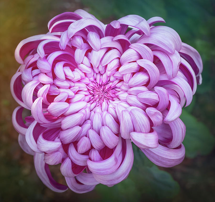 A Chrysanthemum  Photograph by Sylvia Goldkranz