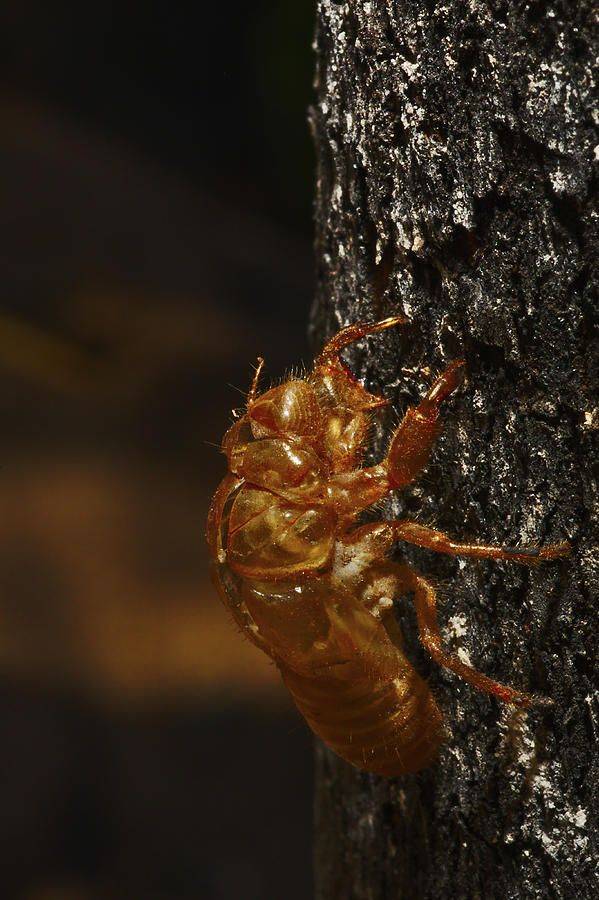 A cicada casing on a burnt tree portrait Photograph by Jason Gilbert