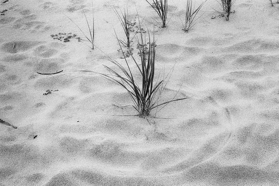 A Circle Drawn in the Sand By Grass, Island Beach State Park, NJ Photograph by Stephen Russell Shilling
