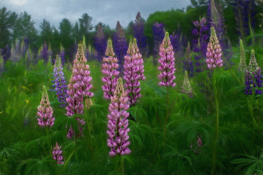 A Climax of Lupine Photograph by Wayne King
