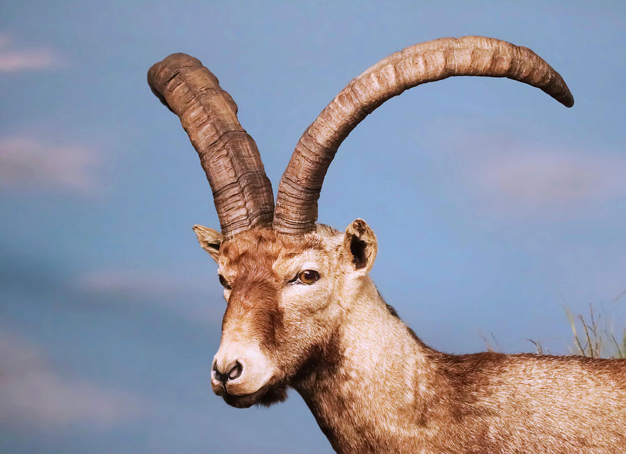 A Close Portrait Of A Young Ibex, Genus Capra Photograph