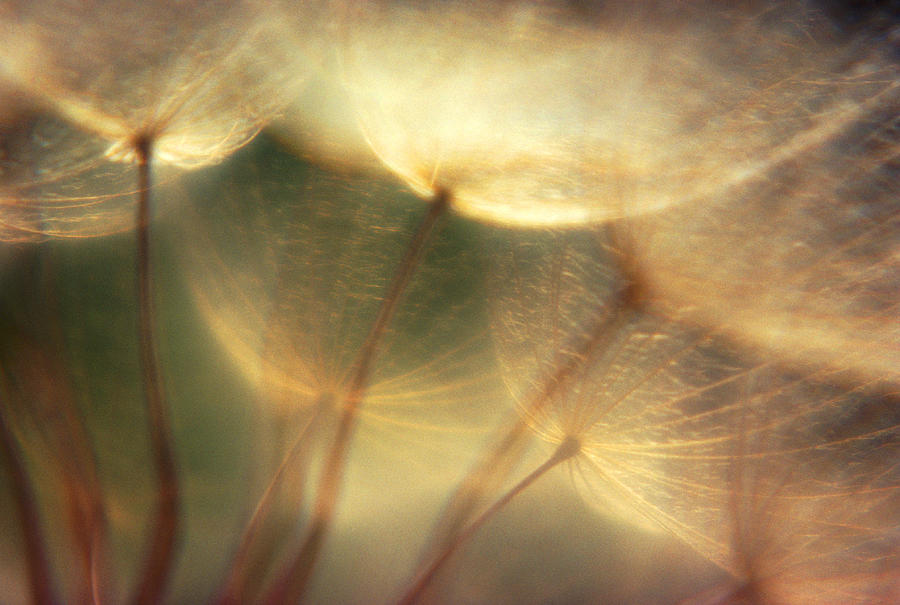 A Close Up Detail Of A Dandelion Photograph by Rubberball