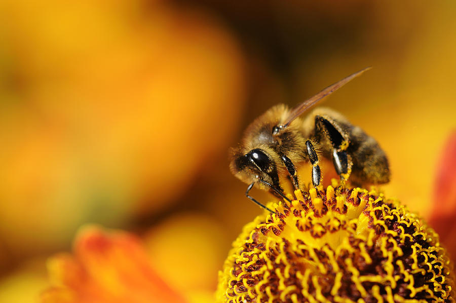A close up of a bumblebee on a yellow flower Photograph by RollingEarth