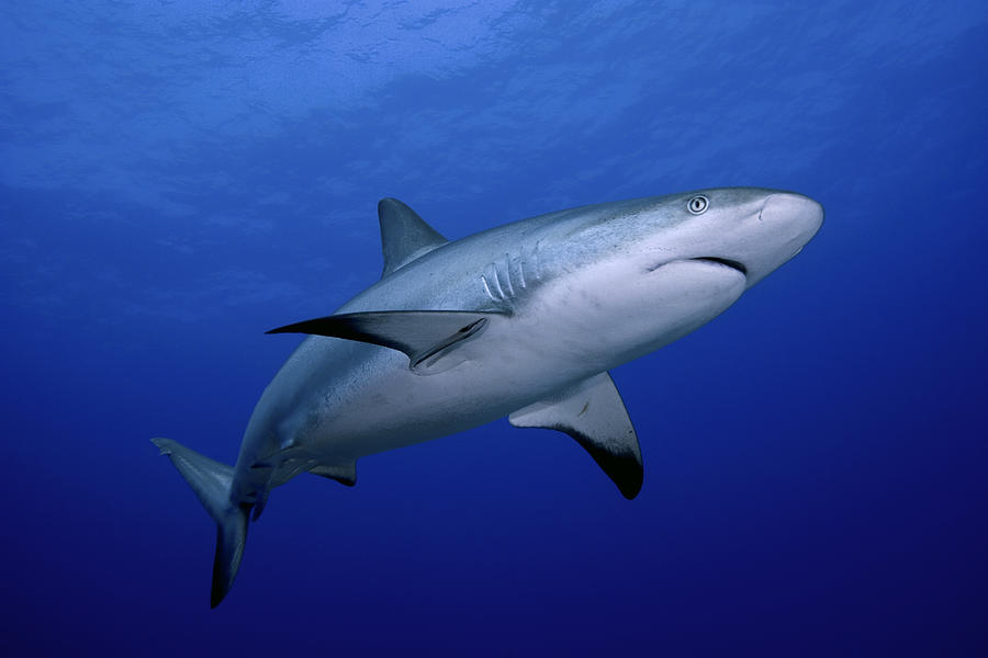 A close-up of a dangerous reef shark Photograph by Cdascher