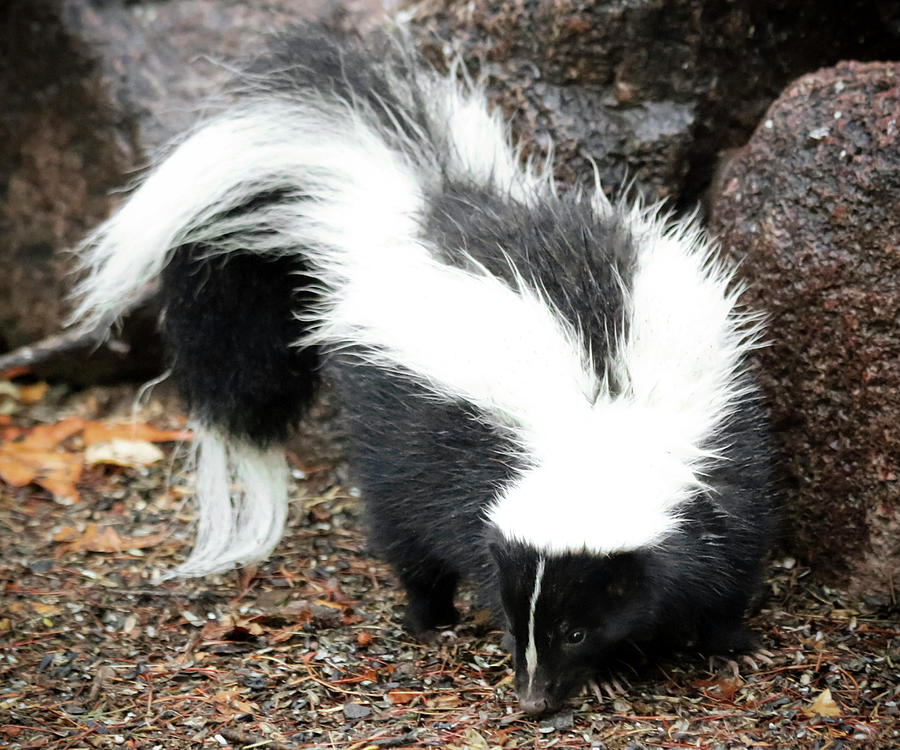 A Close Up Of A Striped Skunk Photograph