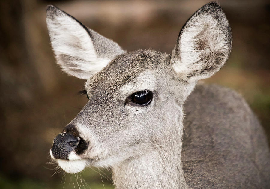 A Close Up Of A Whitetail Deer Photograph