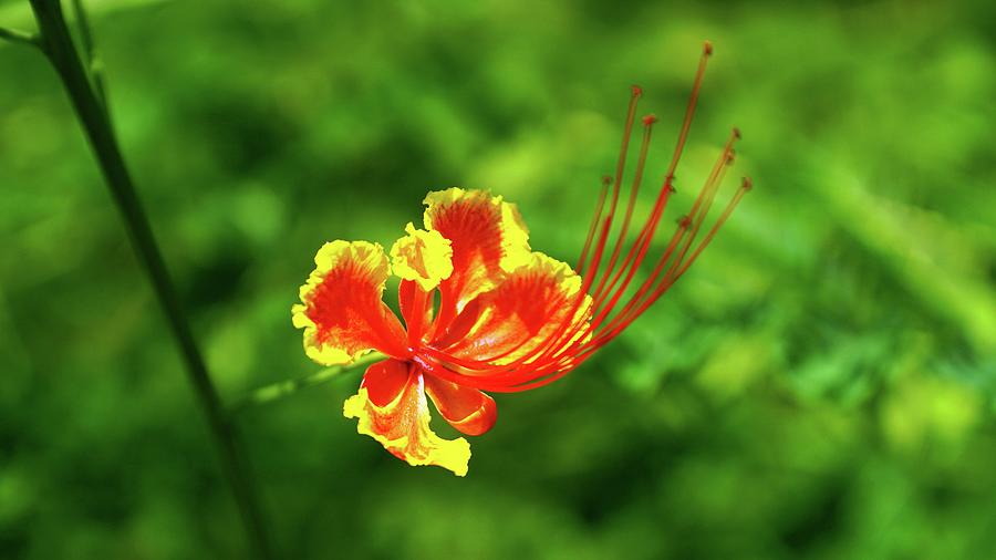 A closeup of Gulmohar flower Photograph by Mihir Ranjan Pixels