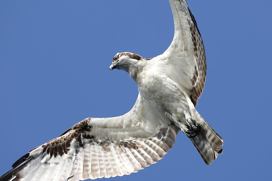 A Close-Up of Osprey Photograph by Mingming Jiang