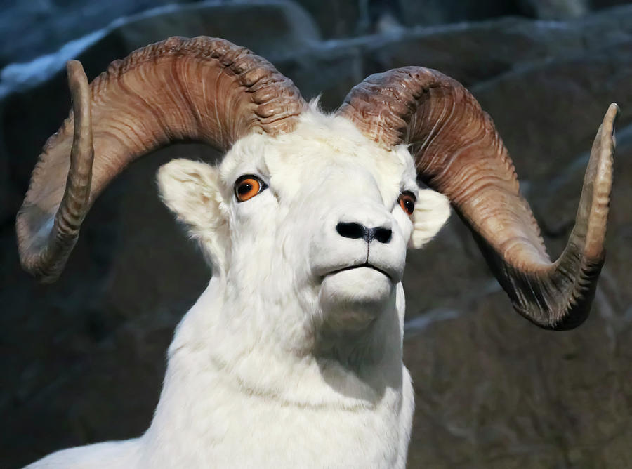 A Close Up Portrait Of A Dall Sheep Photograph