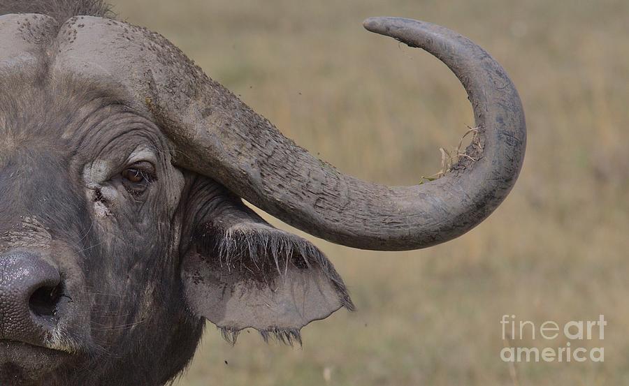 A close-up of african cape buffalo showing horns in the wild Ol Pejeta Conservancy, Photograph by Nirav Shah