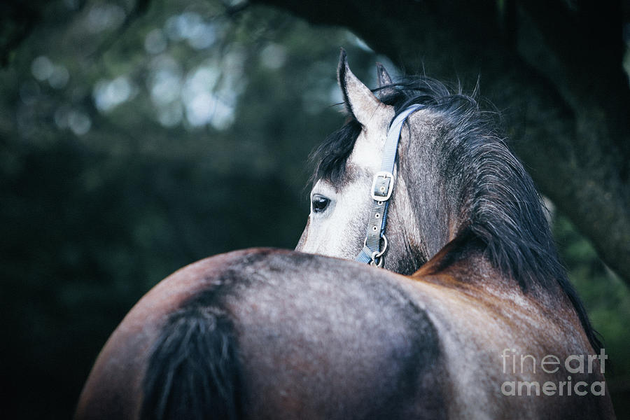 A close-up portrait of horse profile in nature Photograph by Dimitar Hristov