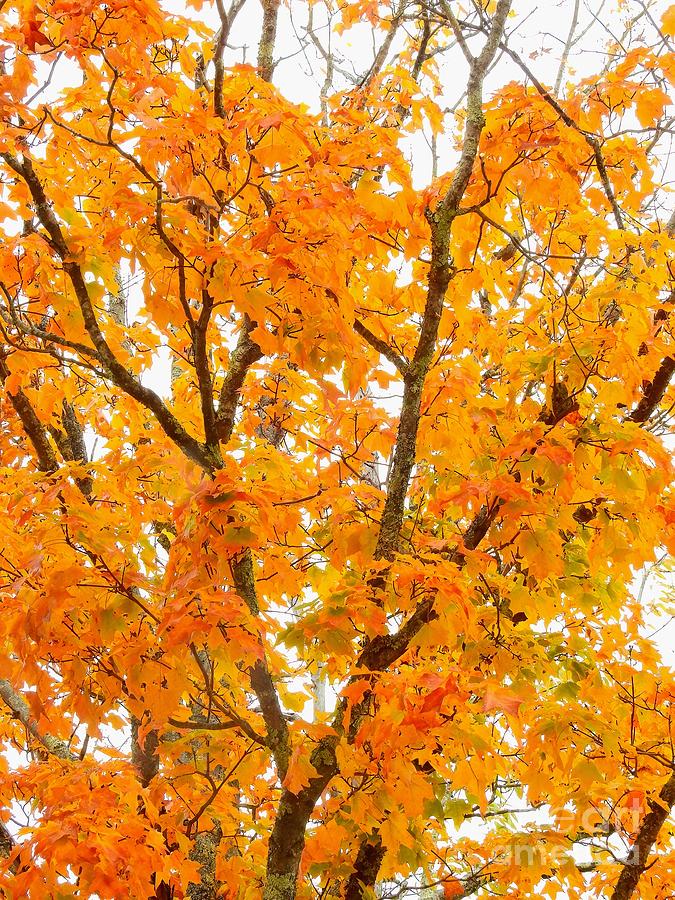 A Closer Look at Autumn Photograph by Eunice Miller