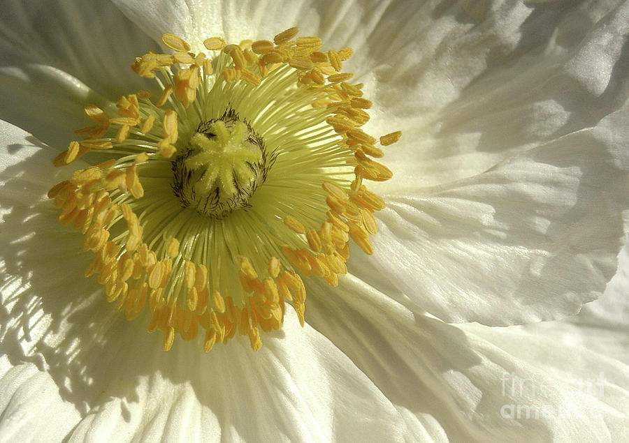 A closeup of an Iceland poppy in full bloom at the very center. Photograph by Gunther Allen