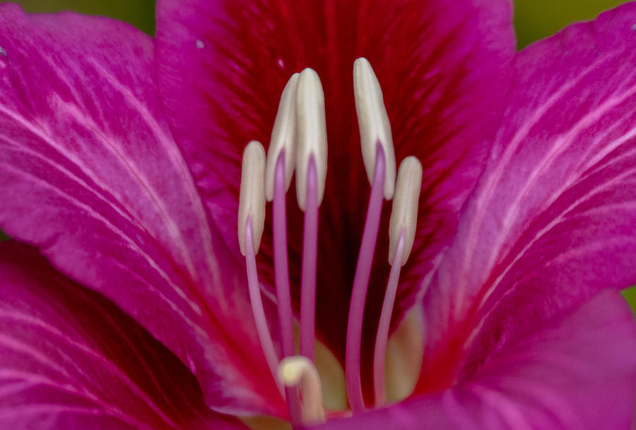 A Closeup Photograph of a Magenta Flower Photograph by L Bosco