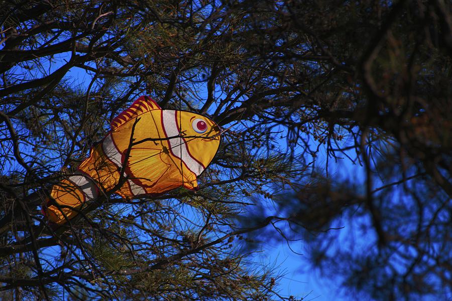 A Clown Fish Kite Stuck In A Tree Photograph By Jason Gilbert Fine