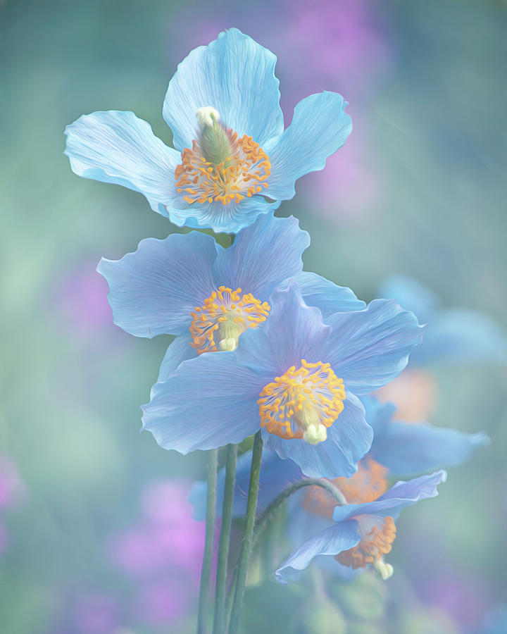A Cluster of Blue Poppies Photograph by Teresa Wilson