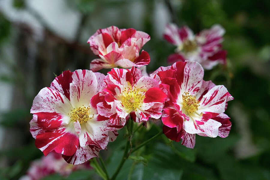 A Cluster of Bold Variegated Roses with Golden Yellow Centers ...