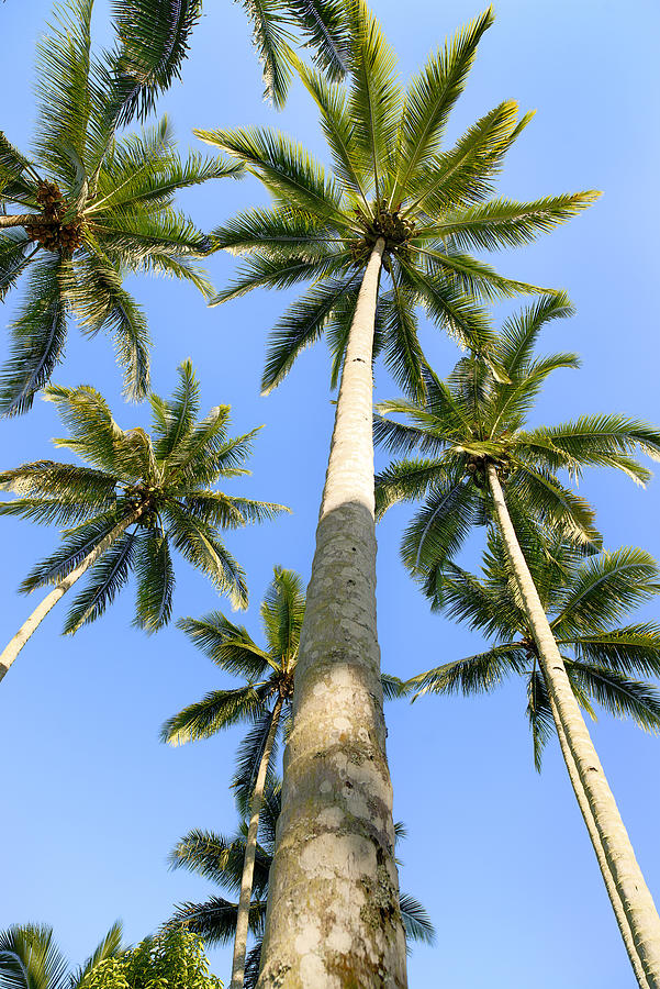 A cluster of coconut Palm Trees Photograph by Andrew TB Tan