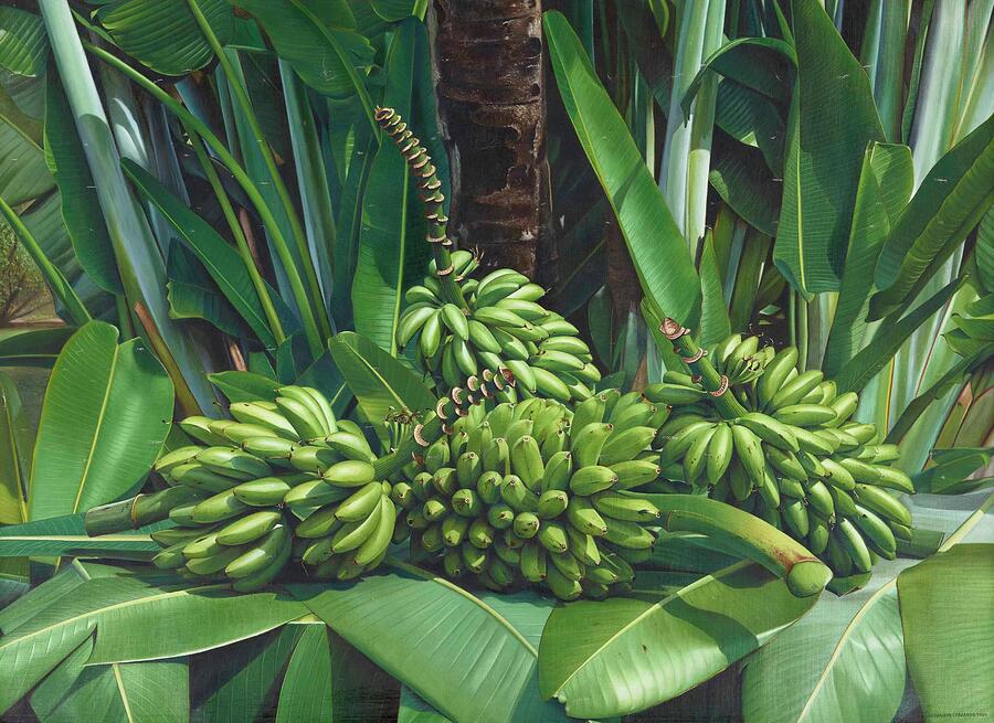 A Cluster Of Unripe Bananas Is Nestled Among Lush Green Leaves And A Palm Tree Trunk, Displaying A V Painting