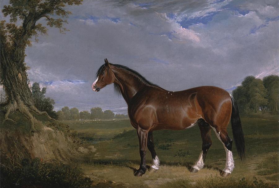 A Clydesdale Stallion Drawing by John Frederick Herring Snr English ...