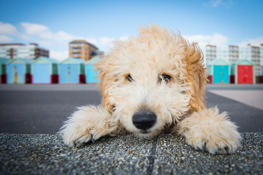 A Cockapoo puppy peering over a wall Photograph by Brighton Dog Photography
