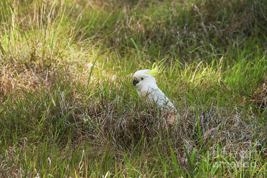 A Cockatoo in the Grass Photograph by Bob Phillips
