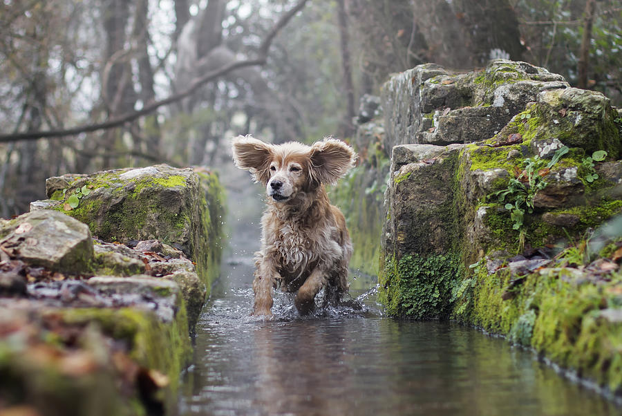 A cocker spaniel playing in water. Photograph by Maria Luisa Milla A cocker spaniel playing in water. Photograph by Maria Luisa Milla