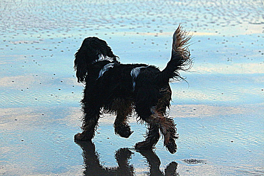 A Cocker Spaniel walking on a wet beach Photograph by Tom Wade-West ...