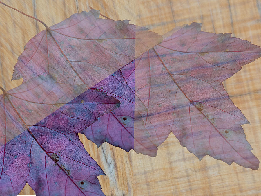 A Collage of Three Purple Leaves Photograph by L Bosco