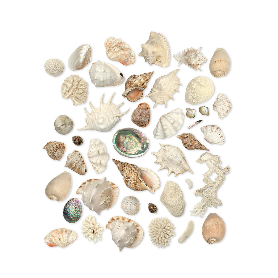 A Collection Of Sea Shells And Corals Painting by MotionAge Designs ...