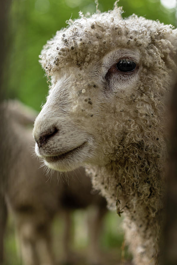 A Colonial Lamb  Photograph by Rachel Morrison