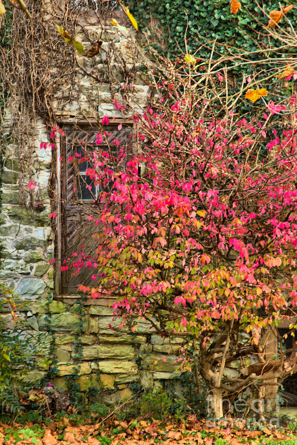 Fall Photograph - A Colorful Entry by Adam Jewell