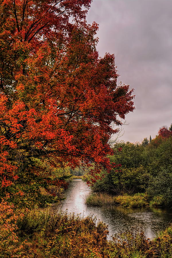 A Colorful Maple Over Water Photograph by Dale Kauzlaric